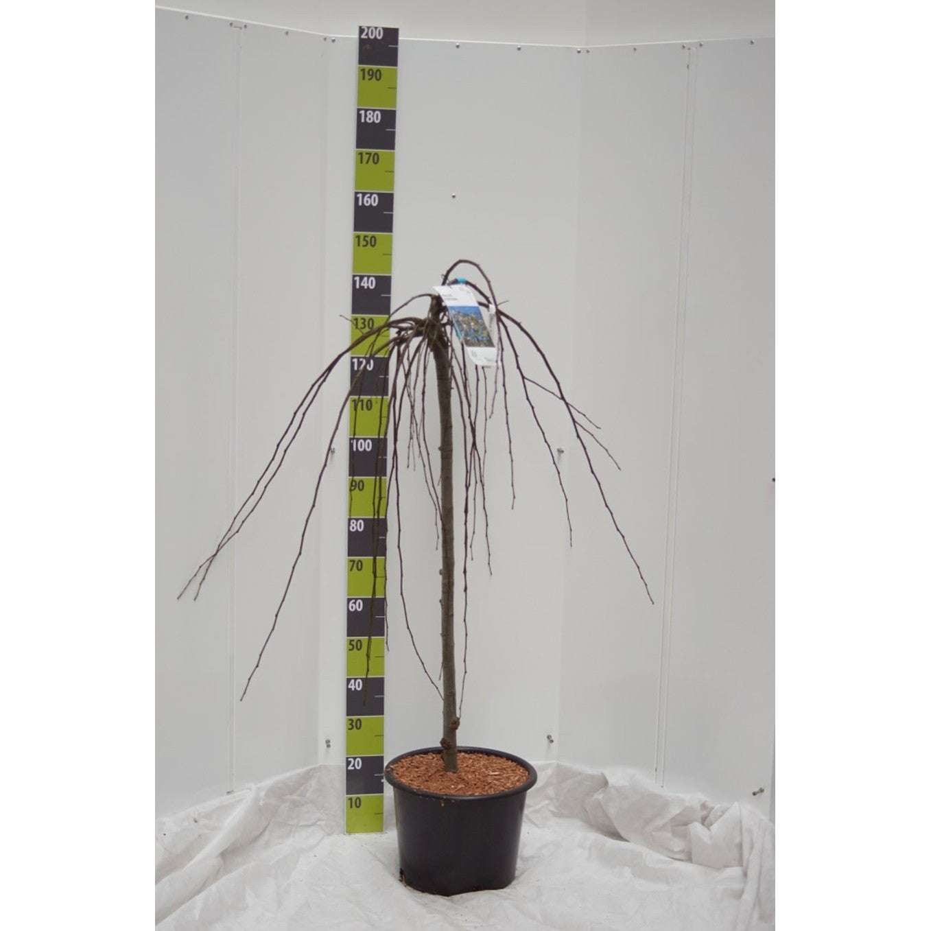 Äpple – Malus domestica 'Fontana' - 120 CM Stem C20